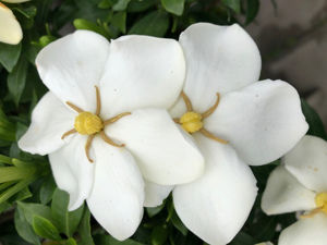 Obraz Gardenia